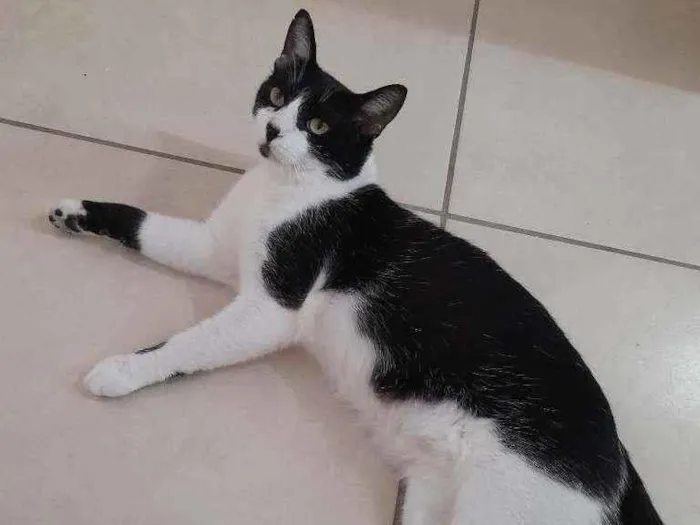 Gato ra a SRD idade 4 anos nome Salém 