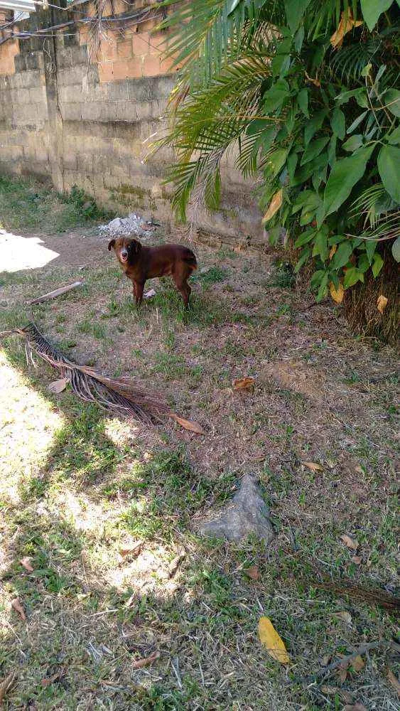 Cachorro ra a Eu não sei a raça, mas ele é l idade 2 anos nome Bob