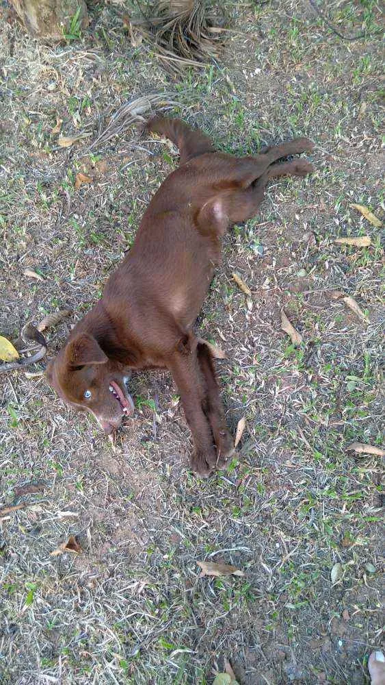 Cachorro ra a Eu não sei a raça, mas ele é l idade 2 anos nome Bob