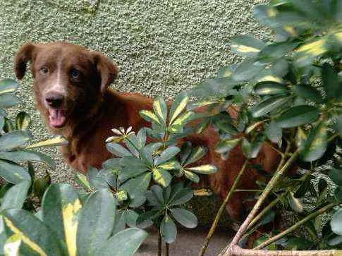 Cachorro ra a Eu não sei a raça, mas ele é l idade 2 anos nome Bob