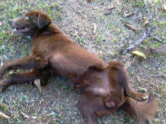 Cachorro ra a Eu não sei a raça, mas ele é l idade 2 anos nome Bob