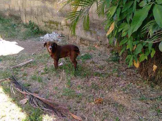 Cachorro ra a Eu não sei a raça, mas ele é l idade 2 anos nome Bob