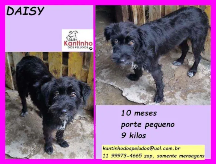 Cachorro ra a SRD idade 7 a 11 meses nome Daisy