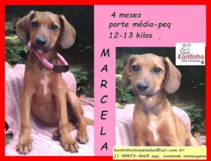 Cachorro raça SRD idade 2 a 6 meses nome Marcela