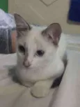 Filó