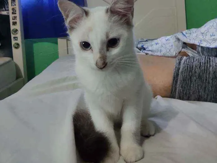 Gato ra a  idade Abaixo de 2 meses nome Filó