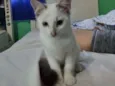 Filó