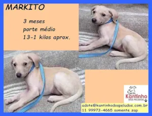 Cachorro raça SRD idade 2 a 6 meses nome Markito