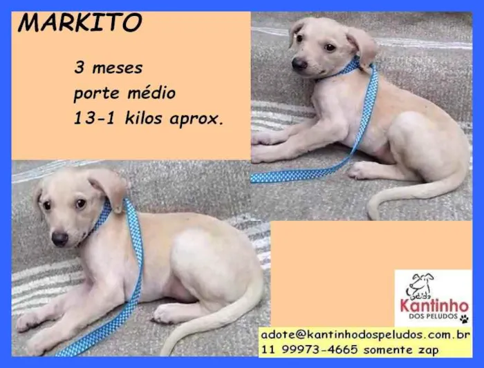 Cachorro ra a SRD idade 2 a 6 meses nome Markito