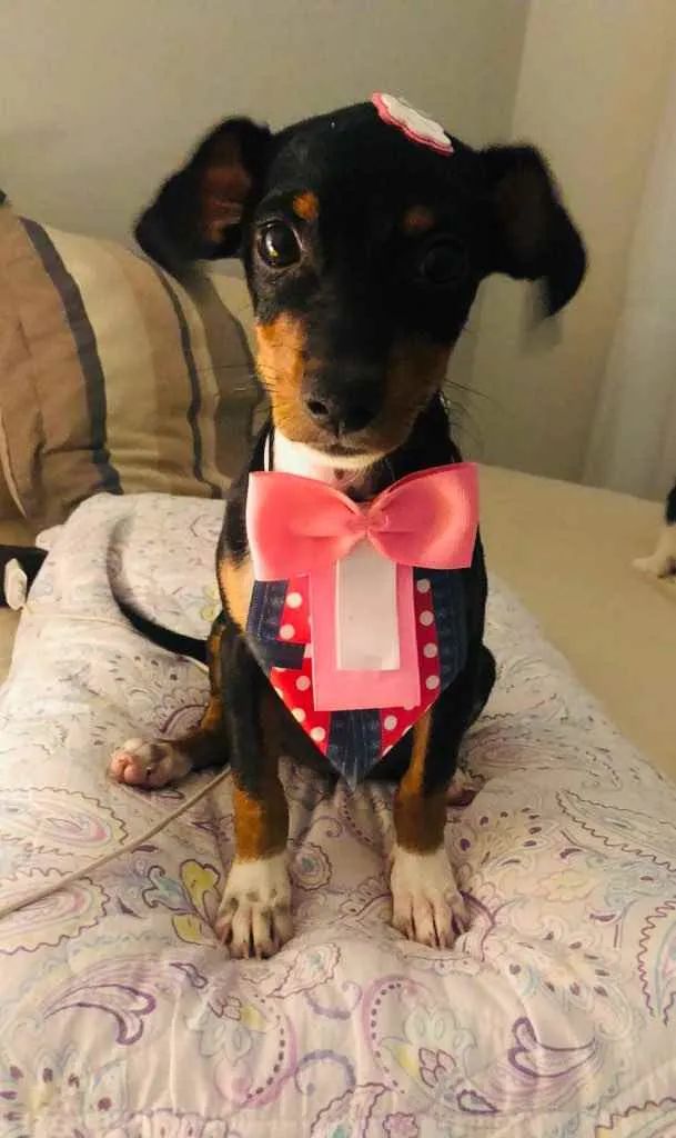 Cachorro raça SRD idade 2 a 6 meses nome Jenny