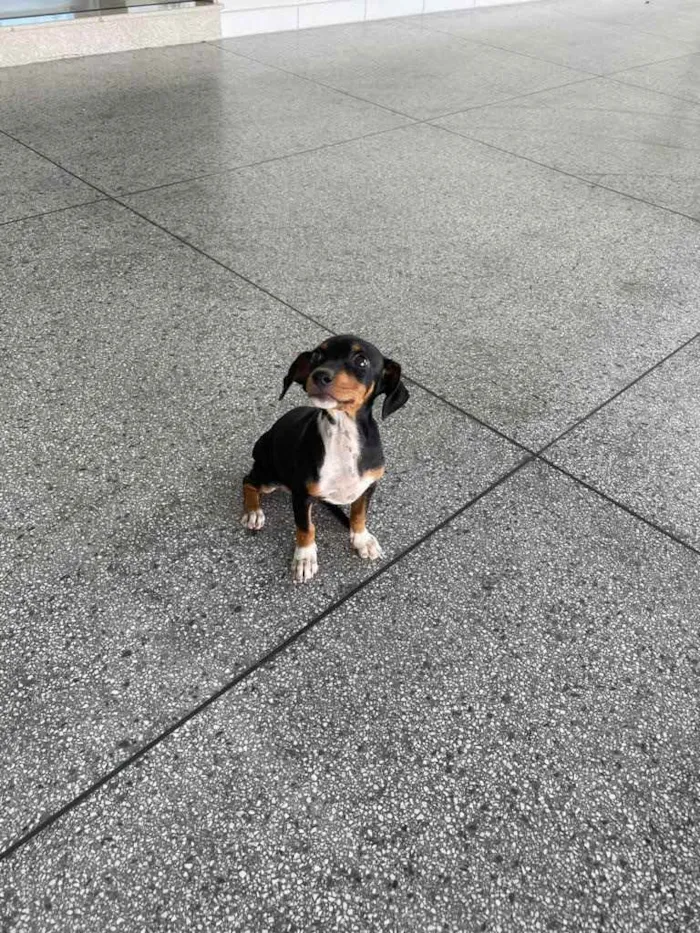 Cachorro raça SRD idade 2 a 6 meses nome Jenny