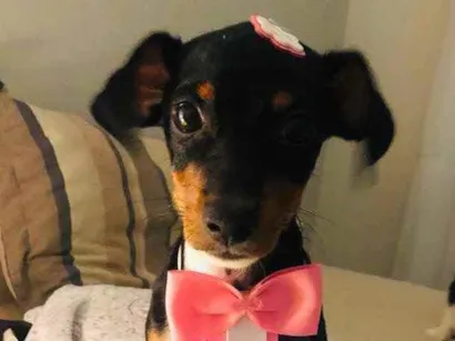 Cachorro raça SRD idade 2 a 6 meses nome Jenny