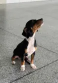 Pipoca 