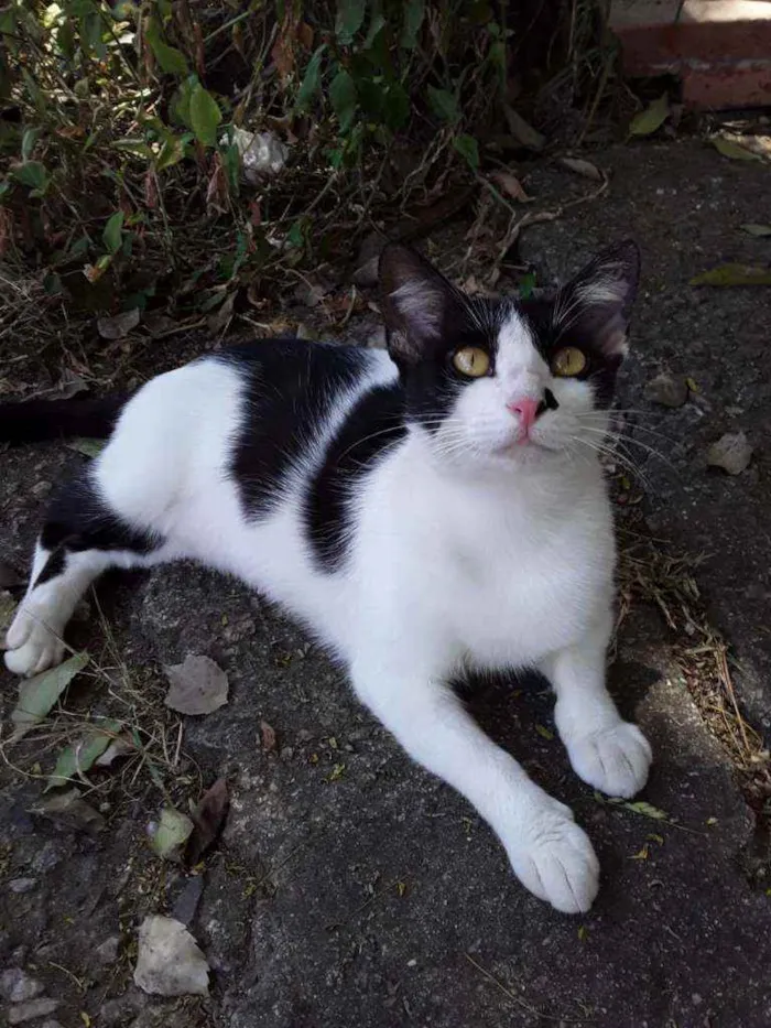 Gato ra a srd bicolor idade 1 ano nome EVA