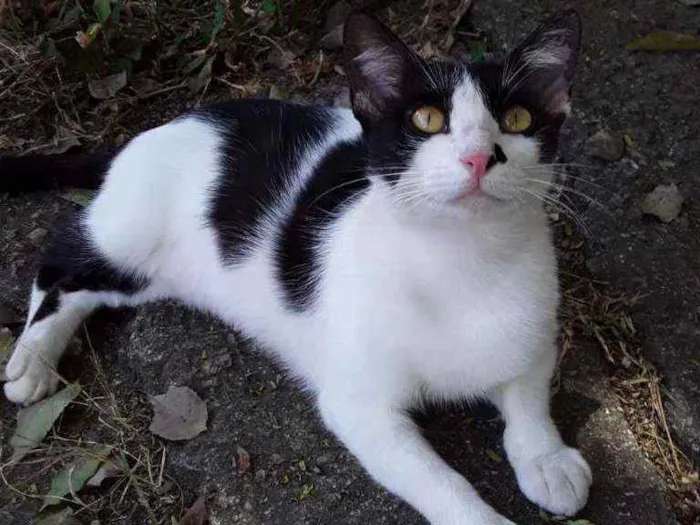Gato ra a srd bicolor idade 1 ano nome EVA