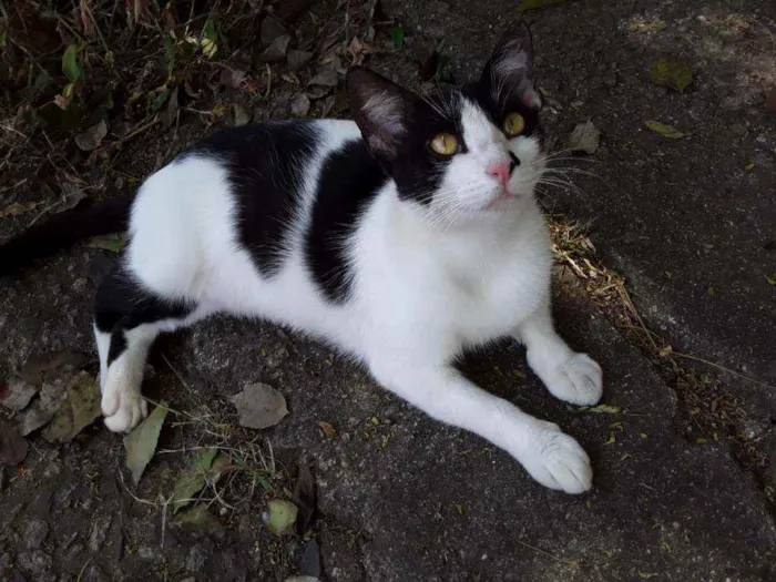 Gato ra a srd bicolor idade 1 ano nome EVA