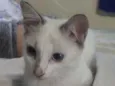 Filó