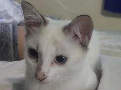 Gato ra a  idade Abaixo de 2 meses nome Filó