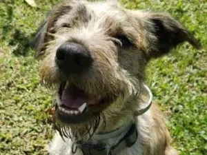 Cachorro raça SRD  idade  nome Marley 