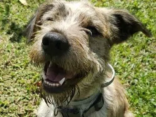 Cachorro raça SRD  idade  nome Marley 