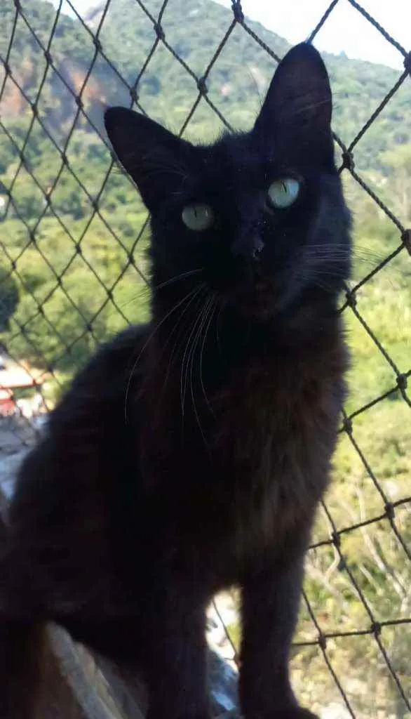 Gato ra a srd idade 1 ano nome RAYKA