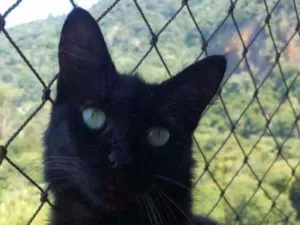 Gato raça srd idade 1 ano nome RAYKA