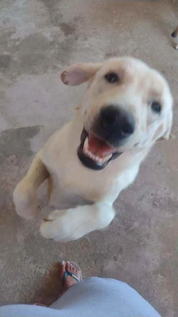 Cachorro ra a SRD idade 1 ano nome Urso 