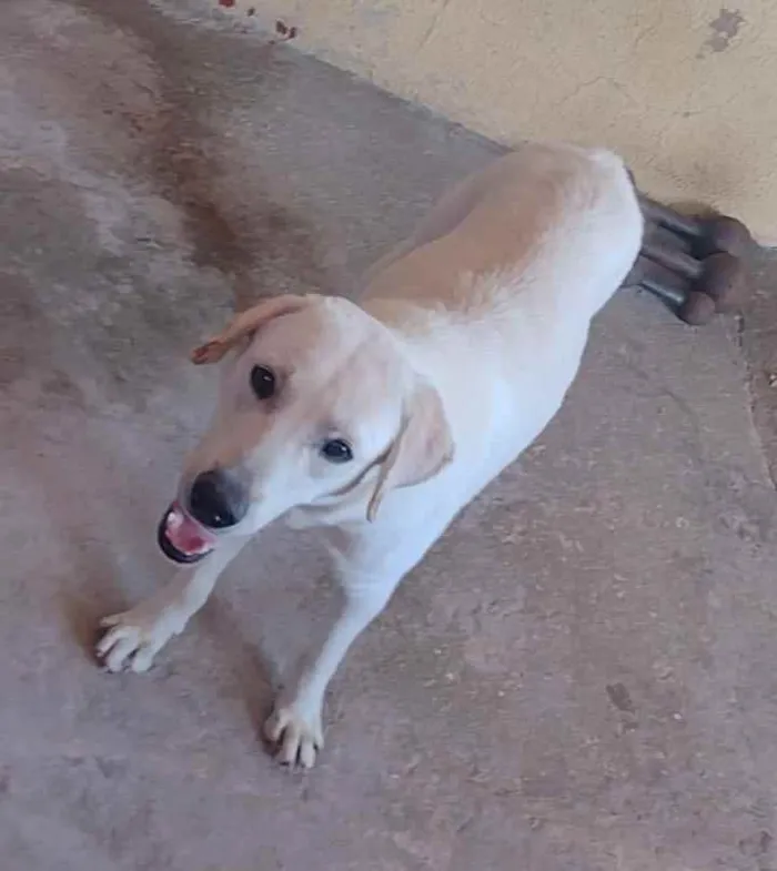 Cachorro ra a SRD idade 1 ano nome Urso 