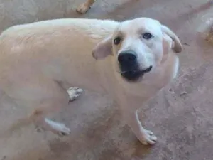 Cachorro raça SRD idade 1 ano nome Urso 