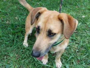 Cachorro raça srd idade 7 a 11 meses nome JUNIOR