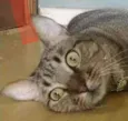 Maya