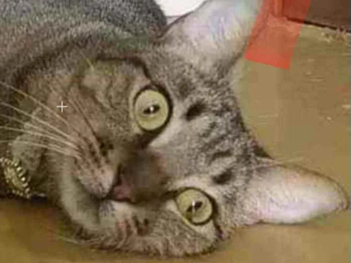 Gato ra a Srd idade 1 ano nome Maya