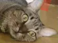 Maya