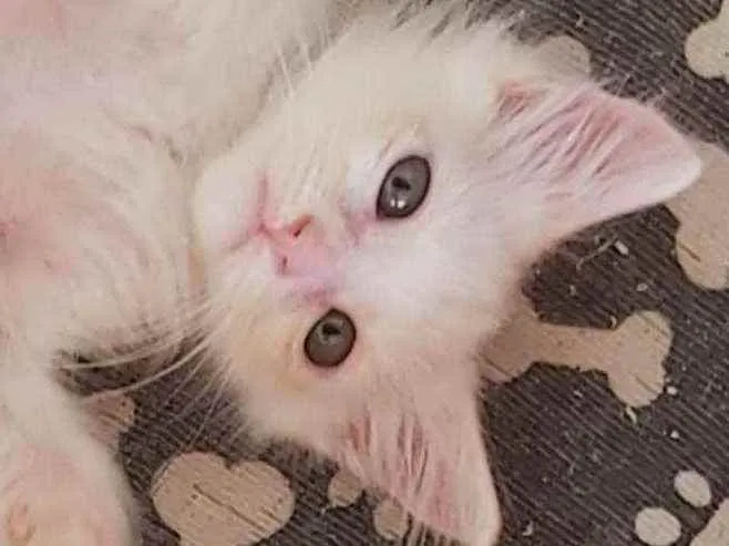 Gato ra a Srd idade 2 a 6 meses nome Nina