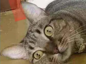 Gato raça Srd idade 1 ano nome Maya