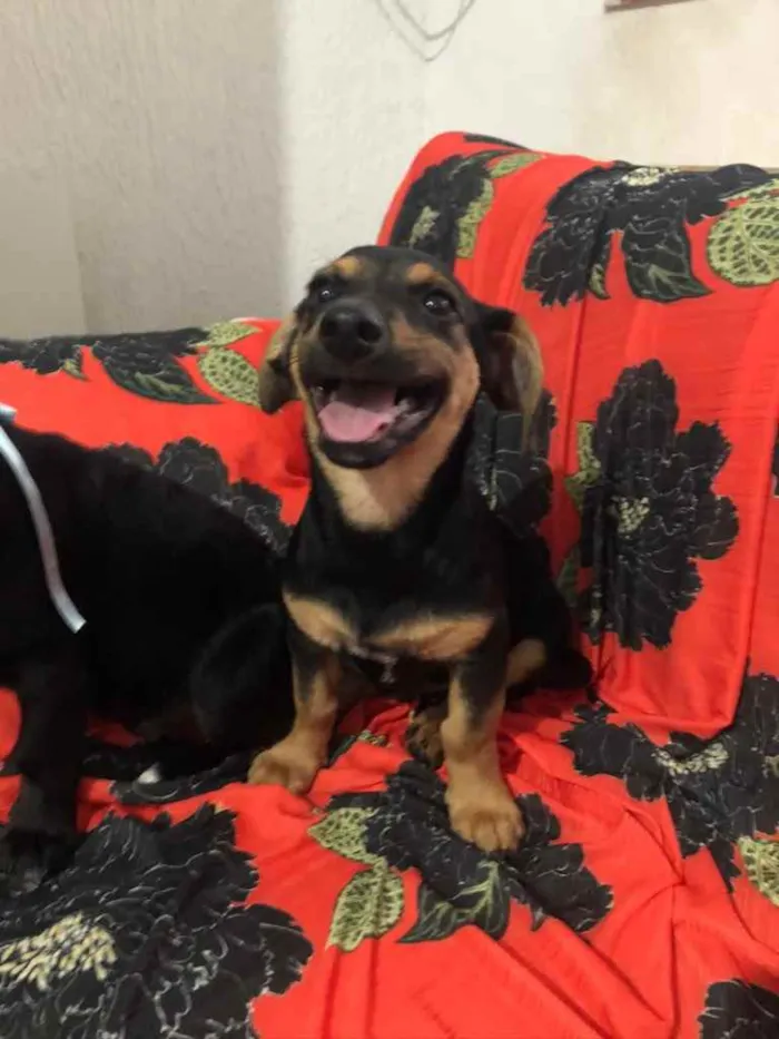 Cachorro raça SRD  idade 2 a 6 meses nome Macarrão 