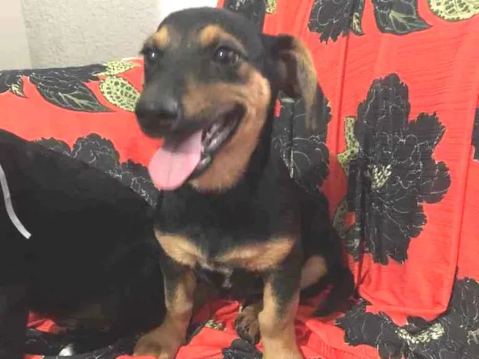 Cachorro raça SRD  idade 2 a 6 meses nome Macarrão 