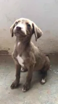 Fêmea meio Labrador