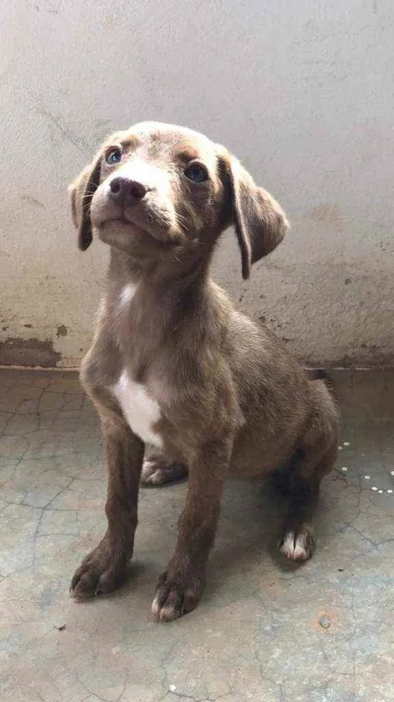 Cachorro ra a SRD idade Abaixo de 2 meses nome Fêmea meio Labrador