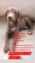 Fêmea meio Labrador