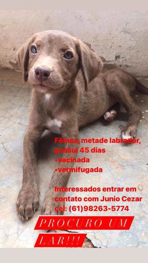 Cachorro ra a SRD idade Abaixo de 2 meses nome Fêmea meio Labrador