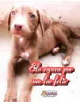Fêmea meio Labrador