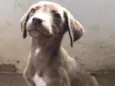 Cachorro raça SRD idade Abaixo de 2 meses nome Fêmea meio Labrador