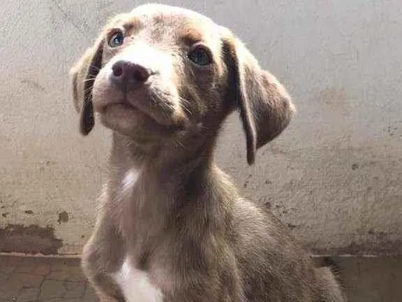 Cachorro ra a SRD idade Abaixo de 2 meses nome Fêmea meio Labrador