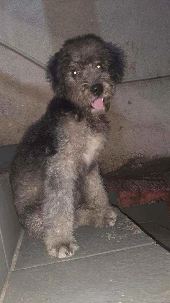 Cachorro ra a Poodle idade 7 a 11 meses nome Não sei