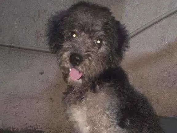 Cachorro ra a Poodle idade 7 a 11 meses nome Não sei