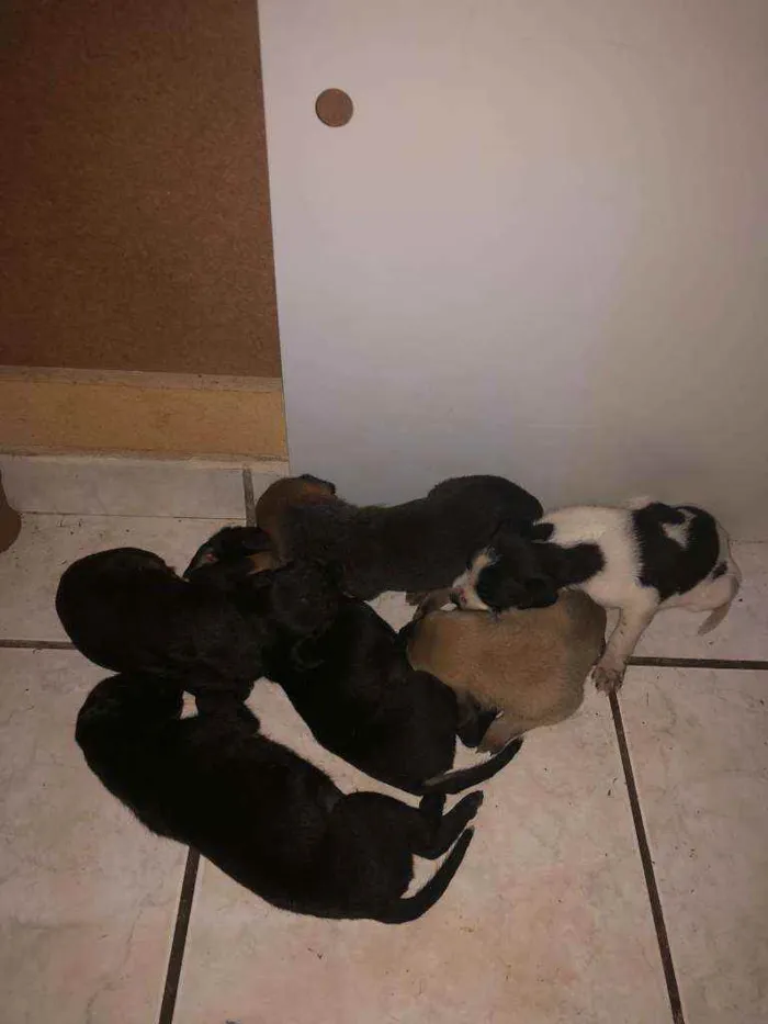Cachorro raça Vira lata idade 2 a 6 meses nome Bola