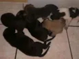 Bola
