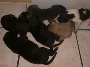 Cachorro raça Vira lata idade 2 a 6 meses nome Bola