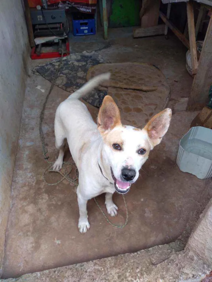 Cachorro ra a Indefinida idade 7 a 11 meses nome Alemão